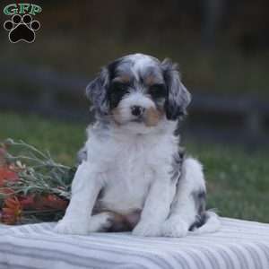 Haisley, Cavapoo Puppy